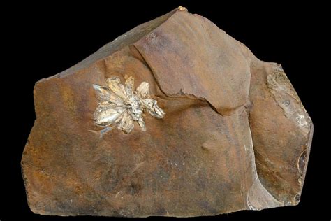 .7" Fossil Reproductive Structure (Amersinia) - North Dakota (#165064) For Sale - FossilEra.com