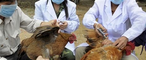 H7N9 Bird Flu: China’s Next Pandemic? - Fairbank Center for Chinese Studies