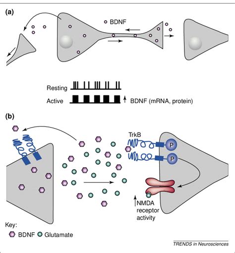 Characteristics of brain-derived neurotrophic factor (BDNF) that make ...