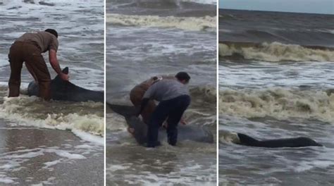 Video Captures Heroic Dolphin Rescue - Awesome Ocean