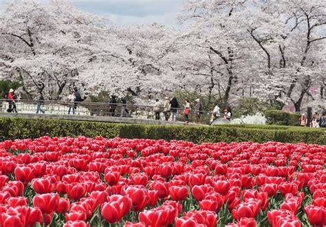 Kyoto Botanical Garden - Japan Cherry Blossom Guide | japanese cherry ...