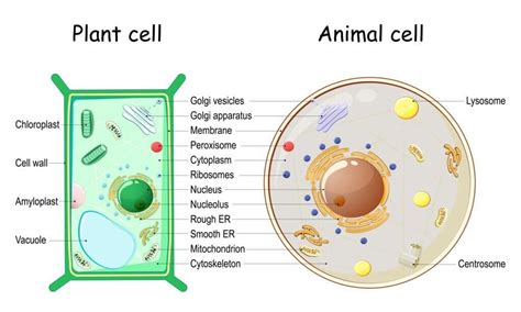 Difference Between Animal Cells And Plant Cells