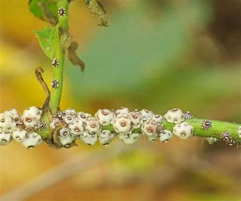 Scale on Plants-Identification and Eradication - The Contented Plant