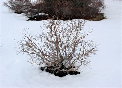 Winter Pruning - Longfellow's Greenhouses