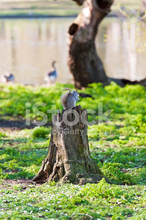 Squirrel In St James's Park Stock Photo | Royalty-Free | FreeImages