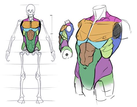 How To Draw The Torso: Front View | Anatomy drawing, Human anatomy ...