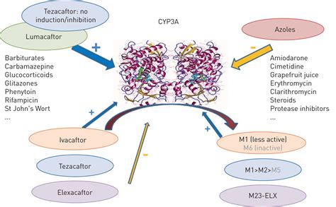 Impact of CFTR modulator use on outcomes in people with severe cystic ...