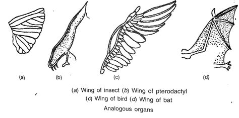 Why Does Convergent Evolution Occur? - (ONLY ZOOLOGY)