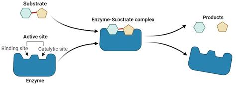 Mechanism of Enzyme Action | Biochemical, Enzymes, Chemical bond