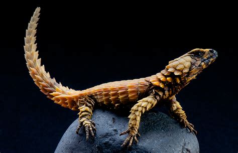 Dragon armadillo lizard for sale - asevshares