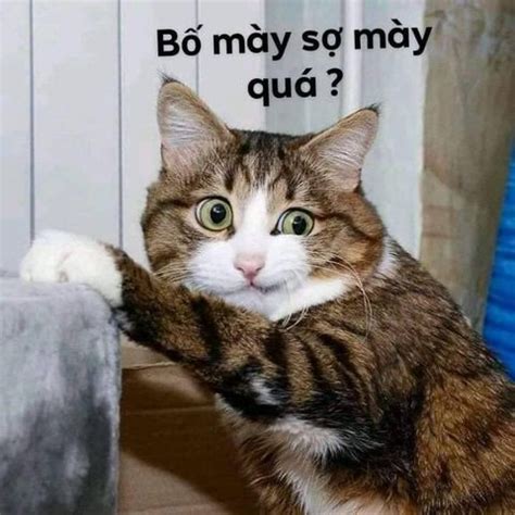 Mèo trừng mắt nhếch mép: bố mày sợ mày quá - Ảnh Chế Meme