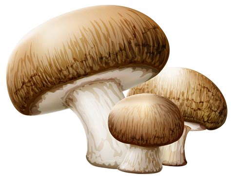 Mushroom PNG Transparent Mushroom.PNG Images. | PlusPNG