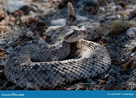 Sidewinder Rattlesnake Crotalus Cerastes Stock Photography ...