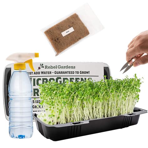 Microgreens Growing Kit - Organic Non GMO Seeds - Indoor Sprouting ...