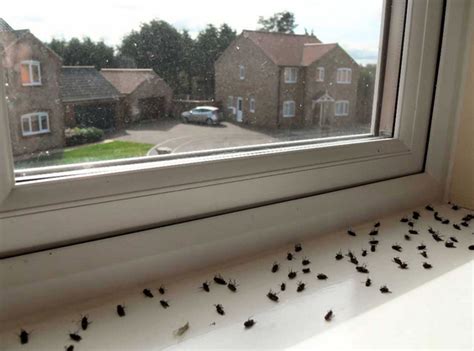 All About Flies in the House | Environmental Pest Control