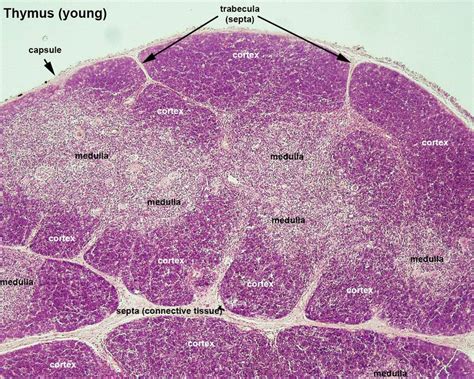 Thymus Gland Histology Labeled Anatomyforme Endocrine Histology | My ...