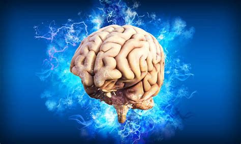 Qué es el Cerebro humano - Enciclopedia Significados