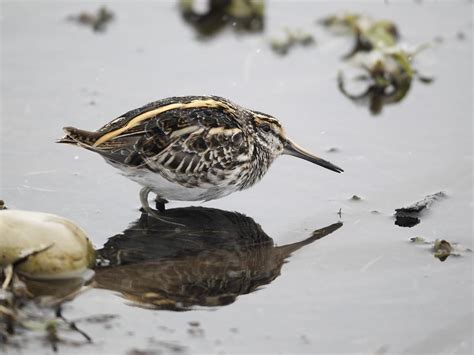 Jack Snipe Bird Facts (Lymnocryptes minimus) | Birdfact