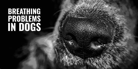 Breathing Problems in Dogs – Symptoms, Causes & Brachycephalic Dogs