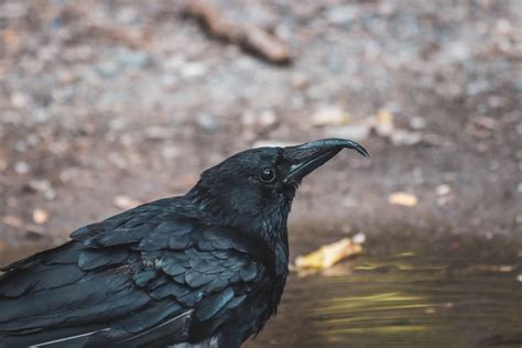 Close-Up Shot of a Raven · Free Stock Photo