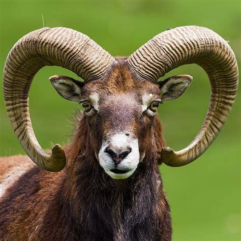 The mouflon | Sheep, Animals wild, Animals