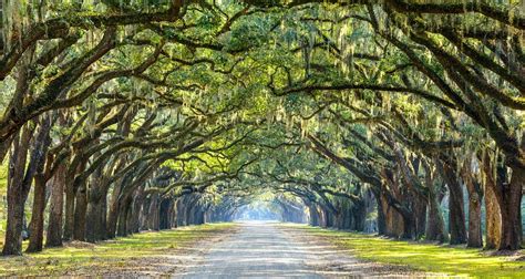 Wormsloe Historic Site - Savannah PRIVATE TOURS