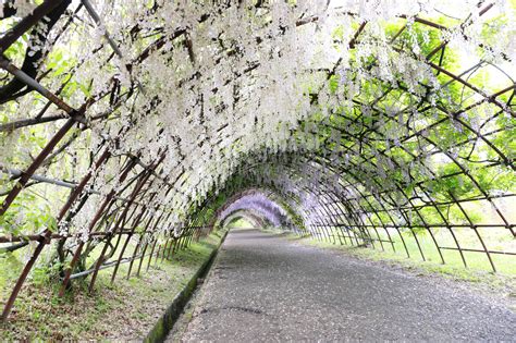 Wisteria Tunnel: Kawachi Fuji Garden Kitakyushu | TiptoeingWorld