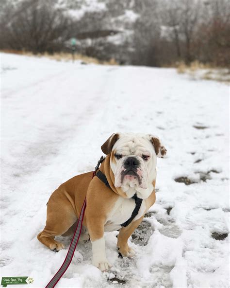 Red/White English Bulldog - Stud Dog in Georgia, the United States ...