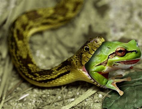 Rainforest Animals Eat Snake | RAINFOREST ANIMAL