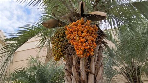 Jelly Palm Fruit Edible on Pindo Palm at Belk! Hilton Head Island, SC ...