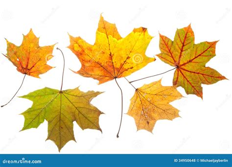 Colorful Chestnut Leaves in Fall Stock Photo - Image of shining, leaf ...