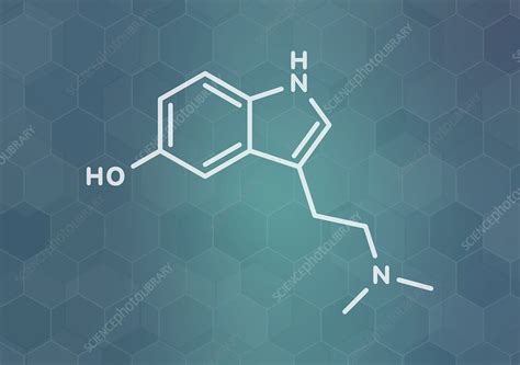 Bufotenin molecule, illustration - Stock Image - F030/5069 - Science Photo Library