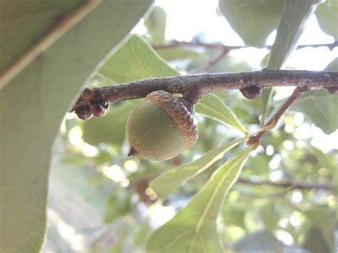 Quercus nigra (Black Oak, North American Barren Oak, North American Black Oak, Oaks, Possum Oak ...