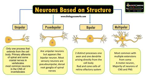 Unipolar Neuron Diagram