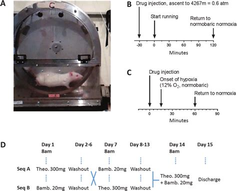 Experimental setup. (A) Rat in a motorized running wheel in a hypobaric ...