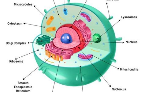 The Animal Cell Structure - CBSE Class Notes Online - Classnotes123