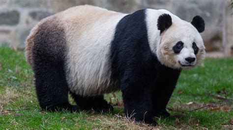 National Zoo Hopes to Gain a Baby Panda - The New York Times