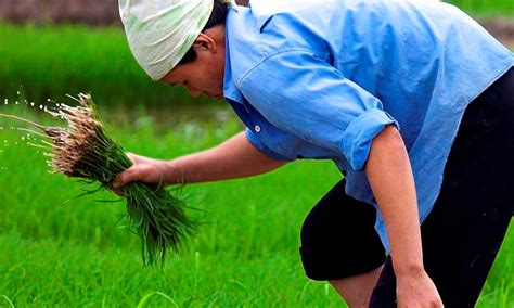 Building an inclusive and sustainable agricultural sector in Cambodia