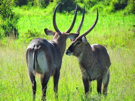 Best Kenya Safaris: Waterbuck –The Africa Antelope