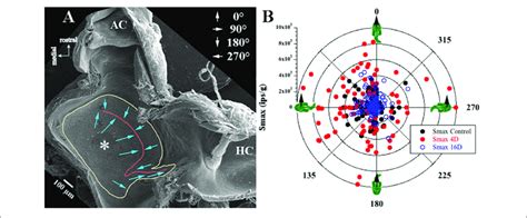 | Sampling bias consideration. (A) Low magnitude scanning electron... | Download Scientific Diagram