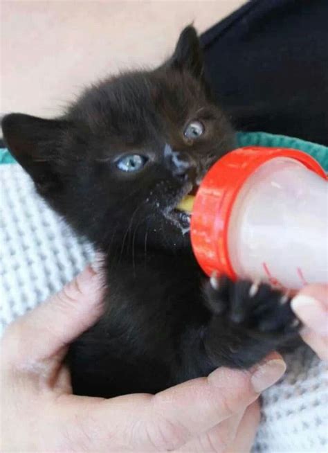 Bottle | Feeding kittens, Kitten, Baby bottles