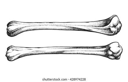 1,205 Hand Drawn Realistic Human Bone Images, Stock Photos, 3D objects, & Vectors | Shutterstock