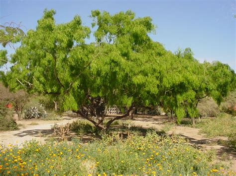 19+ prosopis glandulosa plants - CaraJasmin