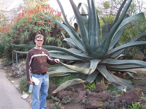 Giant aloe plant | Cactus garden in the Huntington Library, … | Flickr