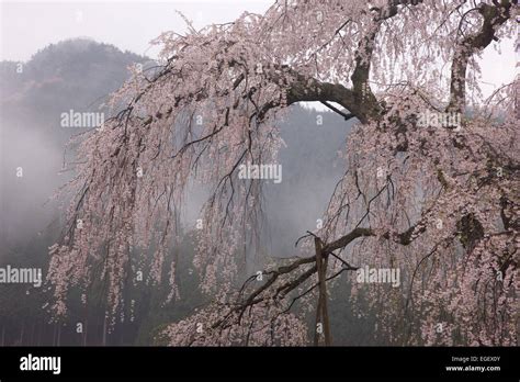 Kyoto Prefecture, Japan Stock Photo - Alamy