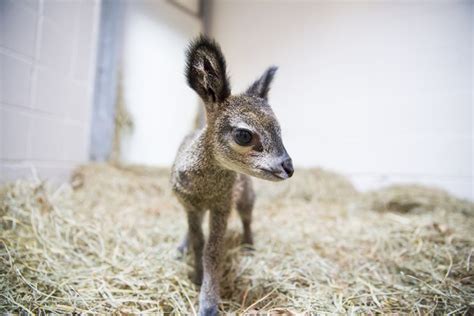 8 Photos Of A Dwarf Antelope That Will Make You Squeal With Delight