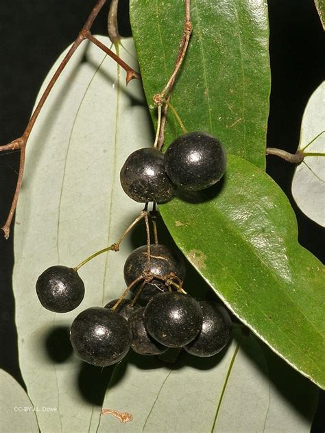 Smilax glyciphylla