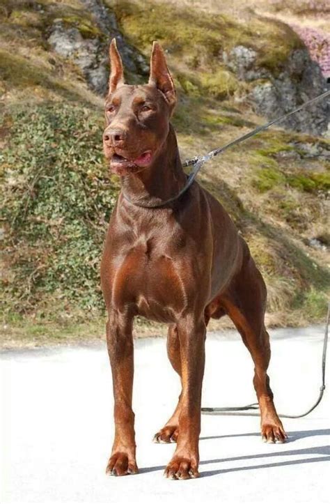 Red Doberman | Doberman pinscher puppy, Doberman puppy, Doberman pinscher dog