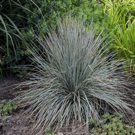 Helictotrichon sempervirens | Walters Gardens, Inc.