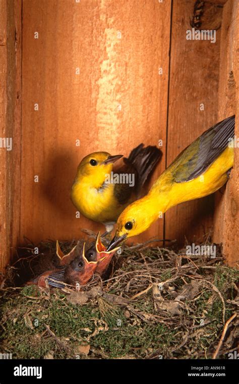 Prothonotary Warblers Nestlings in Nest Box - Vertical Stock Photo ...